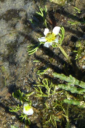 Ranunculus aquatilis \ Gewhnlicher Wasser-Hahnenfu / Common Water Crowfoot, White Water Crowfoot, F Camargue,  Mas-Thibert 2.5.2023