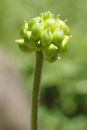 Ranunculus aconitifolius \ Eisenhutblttriger Hahnenfu / Aconite-Leaved Buttercup, F Collet de Allevard 9.7.2016