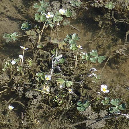 Ranunculus aquatilis \ Gewhnlicher Wasser-Hahnenfu, F Camargue,  Mas-Thibert 2.5.2023
