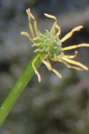 Ranunculus aquatilis \ Gewhnlicher Wasser-Hahnenfu, F Sermoyer 4.5.2023