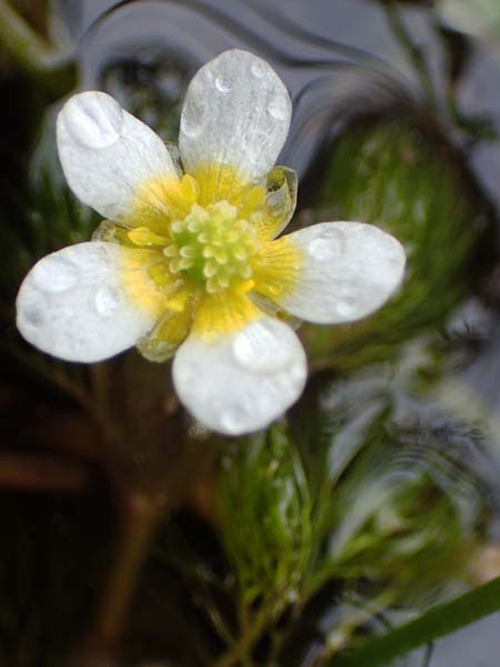 Ranunculus circinatus ? \ Spreizender Wasser-Hahnenfu, F Jura,  Charquemont 5.5.2023