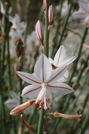 Asphodelus fistulosus \ Rhriger Affodill / Hollow-Leaved Asphodel, F Martigues 17.3.2024