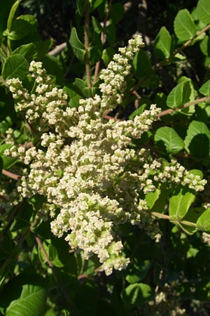 Rhus coriaria \ Gewrz-Sumach, Gerber-Sumach, F Frontignan 28.6.2008