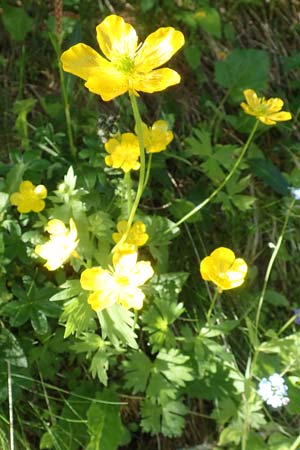 Ranunculus carinthiacus \ Krntner Berg-Hahnenfu, F Col de la Cayolle 9.7.2016