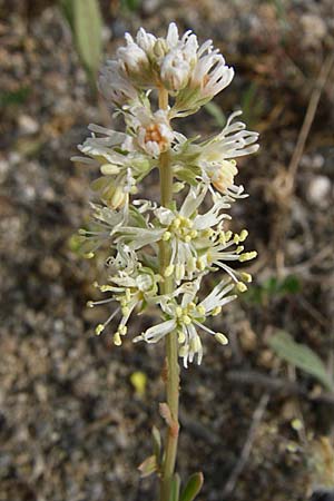 Reseda phyteuma / Corn Mignonette, Rampion Mignonette, F Toreilles 24.6.2008