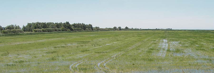 Oryza sativa / Rice, F Camargue 27.5.2009