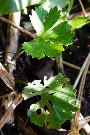 Ranunculus engelianus \ Engels Gold-Hahnenfu / Engel's Goldilocks, F Mussig 18.4.2015