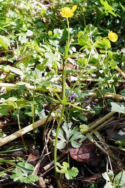 Ranunculus engelianus \ Engels Gold-Hahnenfu, F Mussig 18.4.2015