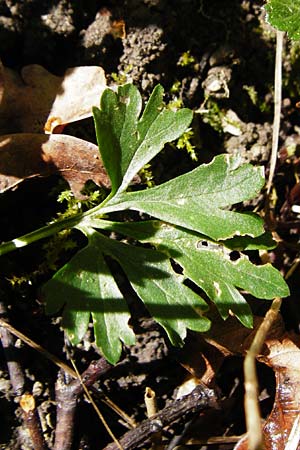 Ranunculus engelianus \ Engels Gold-Hahnenfu, F Mussig 18.4.2015