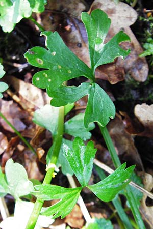 Ranunculus engelianus \ Engels Gold-Hahnenfu / Engel's Goldilocks, F Mussig 18.4.2015