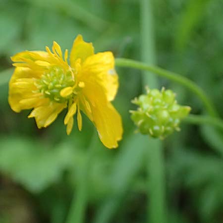 Ranunculus contegens \ Bedeckter Gold-Hahnenfu / Overlapping Goldilocks, F Forstfeld 29.4.2016