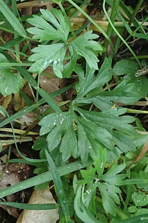 Ranunculus contegens \ Bedeckter Gold-Hahnenfu / Overlapping Goldilocks, F Forstfeld 29.4.2016