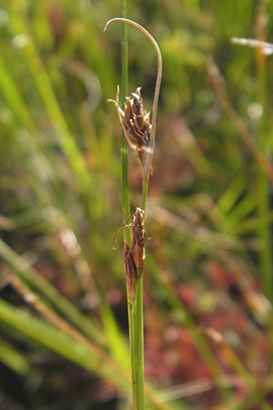 Rhynchospora fusca \ Braune Schnabelbinse, Braunes Schnabelried / Brown Beak Sedge, F Bitche 28.7.2009 Rhynchospora fusca \ Braune Schnabelbinse, Braunes Schnabelried / Brown Beak Sedge, F Bitche 28.7.2009