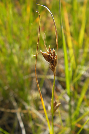 Rhynchospora fusca \ Braune Schnabelbinse, Braunes Schnabelried / Brown Beak Sedge, F Bitche 28.7.2009 Rhynchospora fusca \ Braune Schnabelbinse, Braunes Schnabelried / Brown Beak Sedge, F Bitche 28.7.2009