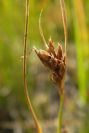 Rhynchospora fusca \ Braune Schnabelbinse, Braunes Schnabelried, F Bitche 28.7.2009