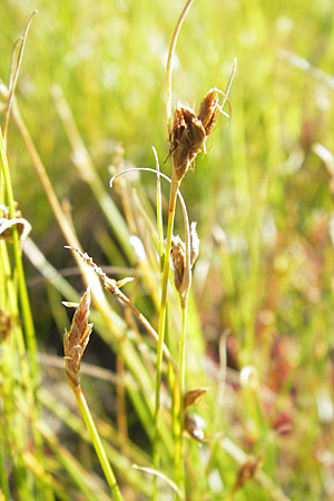 Rhynchospora fusca \ Braune Schnabelbinse, Braunes Schnabelried, F Bitche 28.7.2009