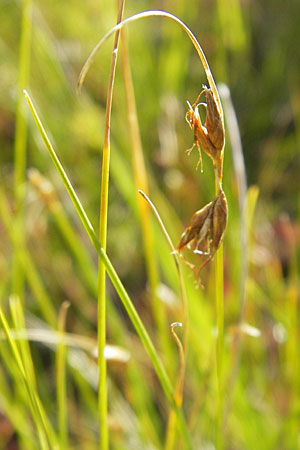 Rhynchospora fusca \ Braune Schnabelbinse, Braunes Schnabelried / Brown Beak Sedge, F Bitche 28.7.2009 Rhynchospora fusca \ Braune Schnabelbinse, Braunes Schnabelried / Brown Beak Sedge, F Bitche 28.7.2009