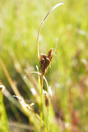 Rhynchospora fusca \ Braune Schnabelbinse, Braunes Schnabelried, F Bitche 28.7.2009