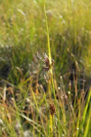 Rhynchospora fusca \ Braune Schnabelbinse, Braunes Schnabelried / Brown Beak Sedge, F Bitche 28.7.2009