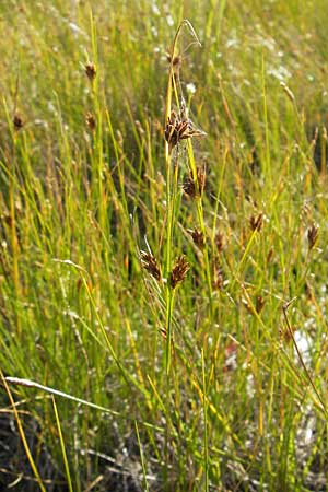 Rhynchospora fusca \ Braune Schnabelbinse, Braunes Schnabelried / Brown Beak Sedge, F Bitche 28.7.2009