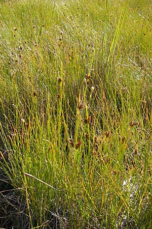 Rhynchospora fusca \ Braune Schnabelbinse, Braunes Schnabelried / Brown Beak Sedge, F Bitche 28.7.2009 Rhynchospora fusca \ Braune Schnabelbinse, Braunes Schnabelried / Brown Beak Sedge, F Bitche 28.7.2009