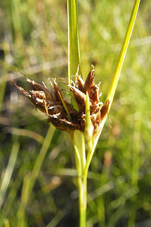 Rhynchospora fusca \ Braune Schnabelbinse, Braunes Schnabelried, F Bitche 28.7.2009