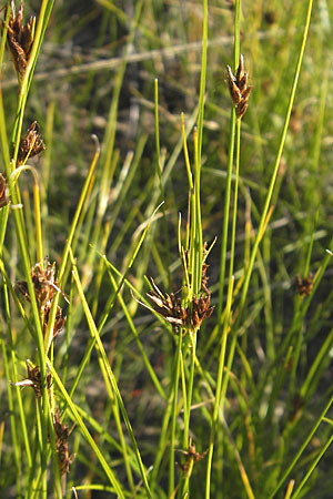 Rhynchospora fusca \ Braune Schnabelbinse, Braunes Schnabelried, F Bitche 28.7.2009