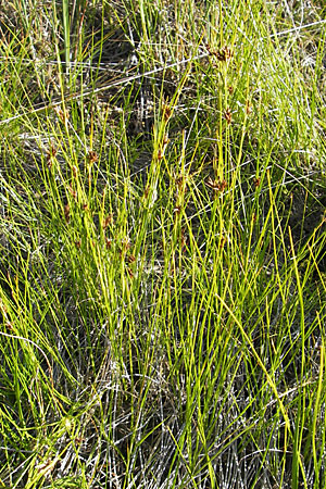 Rhynchospora fusca \ Braune Schnabelbinse, Braunes Schnabelried, F Bitche 28.7.2009