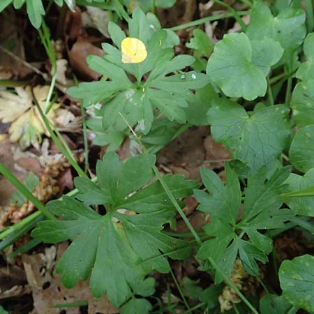 Ranunculus forstfeldensis / Forstfeld Goldilocks, F Forstfeld 29.4.2016