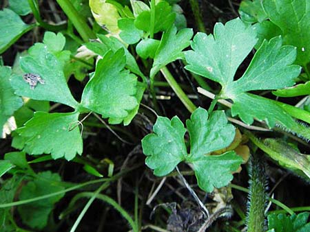 Ranunculus geissertii / Geissert's Goldilocks, F Forstfeld 18.4.2015