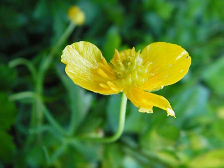 Ranunculus geissertii / Geissert's Goldilocks, F Forstfeld 18.4.2015