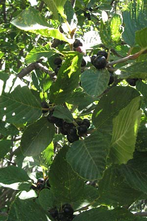 Rhamnus alpina \ Alpen-Kreuzdorn / Alpine Buckthorn, F Pyrenäen/Pyrenees, Eyne 9.8.2006