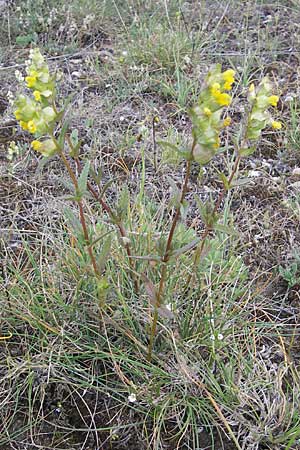 Rhinanthus minor \ Kleiner Klappertopf / Yellow-Rattle, F Causse de Blandas 30.5.2009