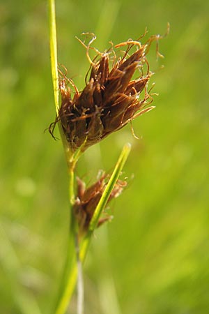 Rhynchospora fusca \ Braune Schnabelbinse, Braunes Schnabelried / Brown Beak Sedge, F Bitche 10.7.2010 Rhynchospora fusca \ Braune Schnabelbinse, Braunes Schnabelried / Brown Beak Sedge, F Bitche 10.7.2010
