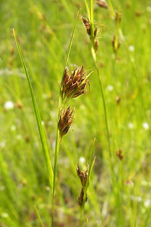 Rhynchospora fusca \ Braune Schnabelbinse, Braunes Schnabelried, F Bitche 10.7.2010