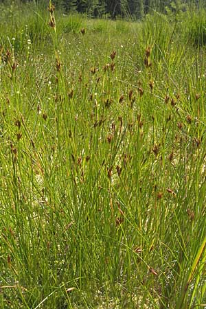 Rhynchospora fusca \ Braune Schnabelbinse, Braunes Schnabelried / Brown Beak Sedge, F Bitche 10.7.2010 Rhynchospora fusca \ Braune Schnabelbinse, Braunes Schnabelried / Brown Beak Sedge, F Bitche 10.7.2010