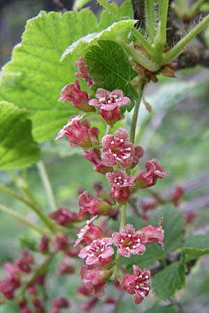 Ribes petraeum \ Felsen-Johannisbeere, F Pyrenäen, Eyne 25.6.2008