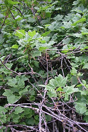 Ribes petraeum \ Felsen-Johannisbeere, F Pyrenäen, Eyne 25.6.2008