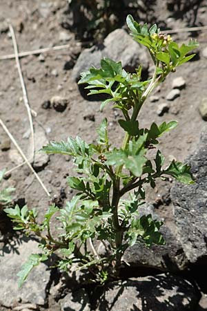 Rorippa islandica / Northern Yellow-Cress, F Col de la Cayolle 9.7.2016