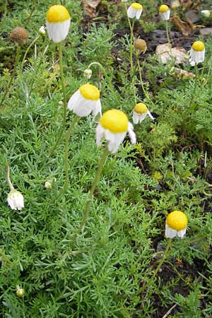 Chamaemelum nobile \ Rmische Kamille / Chamomile, F Botan. Gar.  Tourmalet 26.8.2011