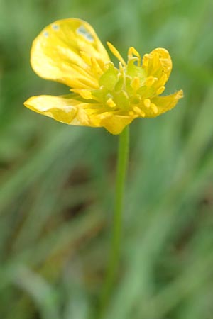 Ranunculus leptomeris \ Feinzipfeliger Gold-Hahnenfu, F Heiligenstein 29.4.2016