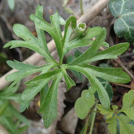 Ranunculus leptomeris \ Feinzipfeliger Gold-Hahnenfu, F Heiligenstein 29.4.2016
