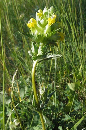 Rhinanthus minor \ Kleiner Klappertopf / Yellow-Rattle, F Causse du Larzac 8.6.2006
