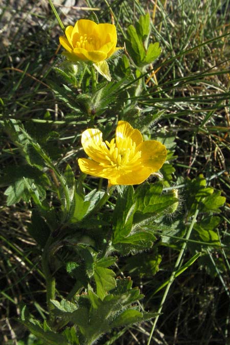 Ranunculus nemorosus ? \ Hain-Hahnenfu / Wood Buttercup, F Mont Aigoual 8.6.2006