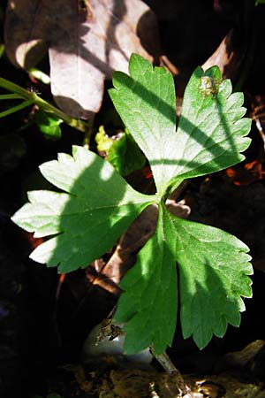 Ranunculus nicklesii \ Nickls' Gold-Hahnenfu / Nickls' Goldilocks, F Ostheim 18.4.2015