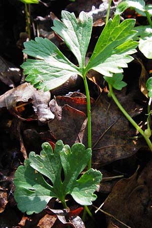 Ranunculus nicklesii \ Nickls' Gold-Hahnenfu / Nickls' Goldilocks, F Ostheim 18.4.2015