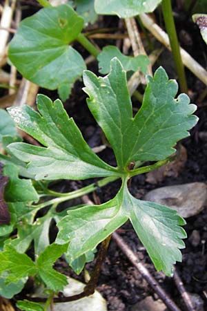 Ranunculus nicklesii / Nickls' Goldilocks, F Ostheim 18.4.2015