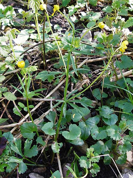 Ranunculus nicklesii / Nickls' Goldilocks, F Ostheim 18.4.2015