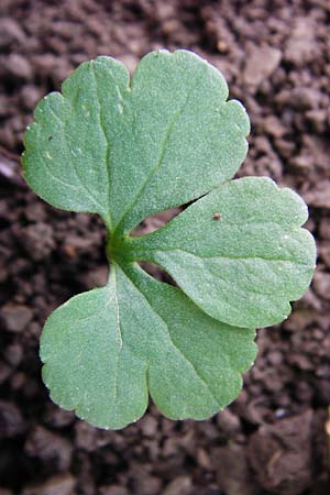 Ranunculus nicklesii \ Nickls' Gold-Hahnenfu / Nickls' Goldilocks, F Ostheim 18.4.2015