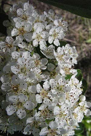 Pyrus spinosa \ Mandelblttrige Birne / Almond-Leaved Pear, F Maures, Vidauban 12.5.2007